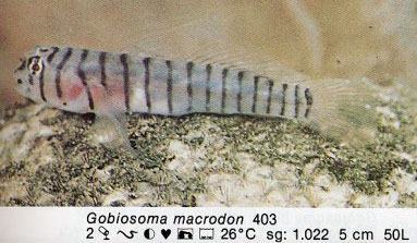 Gobiosoma macrodon